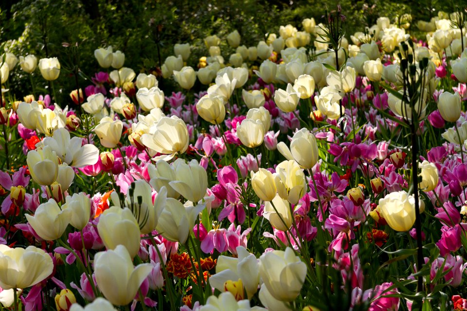 Dance Of Colours (211821257)