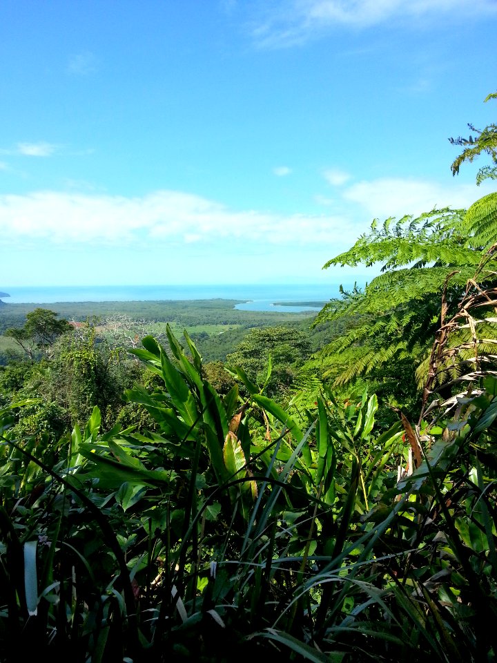 Daintree National Park, Queensland 01