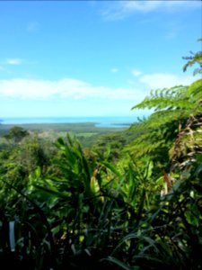 Daintree National Park, Queensland 01