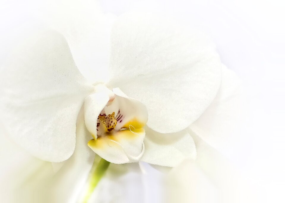 Tender blossom bloom