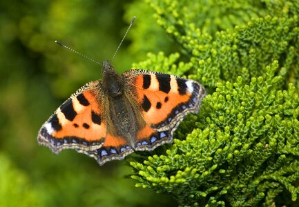 Tortoiseshell urticae aglais photo