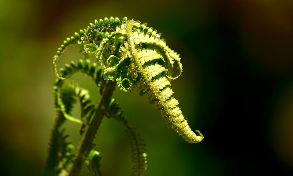 Nature forest leaves