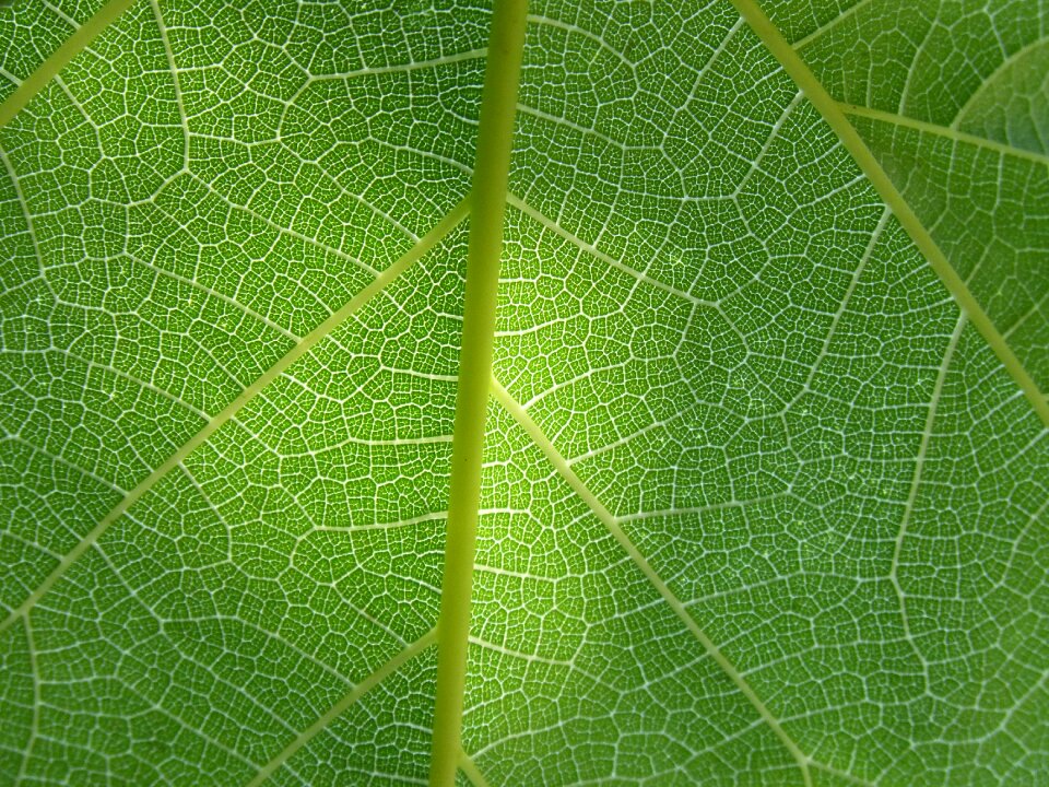 Abstract background texture plant architecture