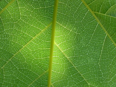 Abstract background texture plant architecture