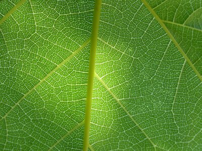 Abstract background texture plant architecture photo