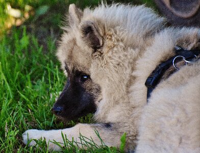 Animal cute sweet