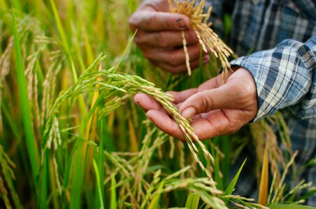 Plant thailand agriculture photo