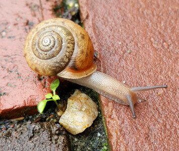 Nature slow slimy