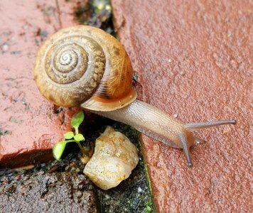 Nature slow slimy photo