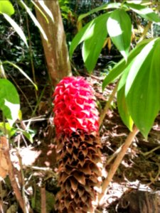 Daintree National Park, Queensland 05