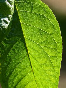 Abstract background texture plant architecture
