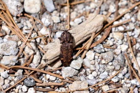 Danosoma brevicorne 80410806