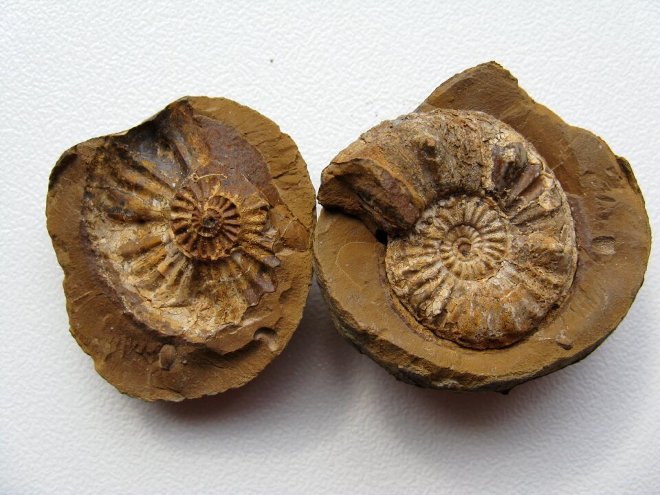 Extinct ammonoidea limestone