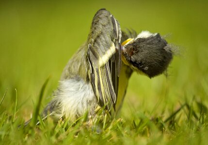 English garden bird garden bird england great tit bird photo