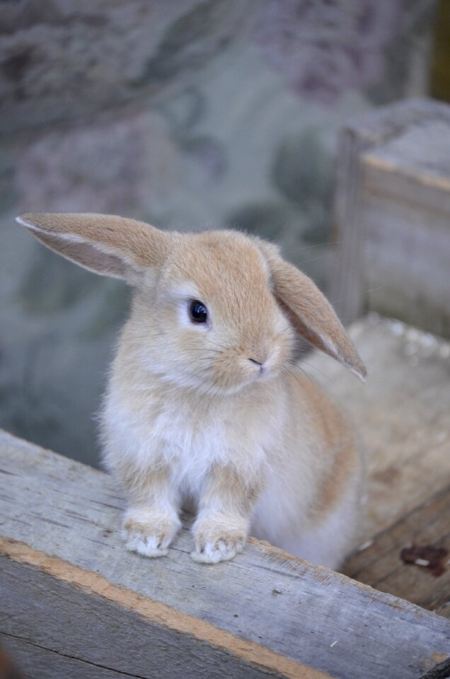 Hare golden bunny dwarf aries