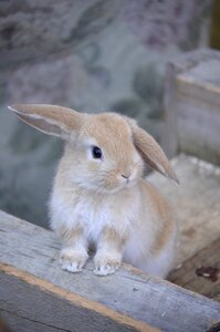 Hare golden bunny dwarf aries