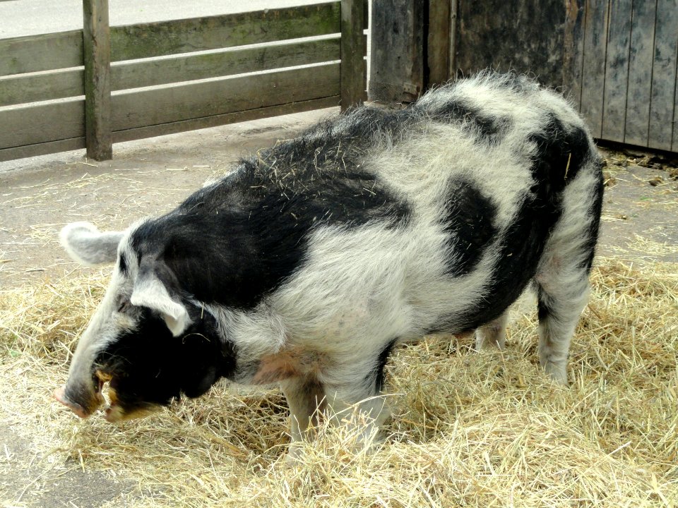 Danish black spotted pig - Copenhagen Zoo - DSC08970