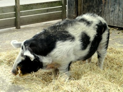 Danish black spotted pig - Copenhagen Zoo - DSC08970