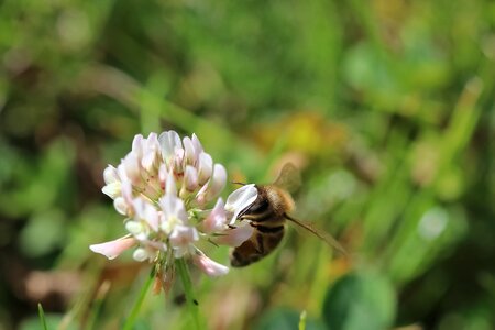 Honey nectar nature photo