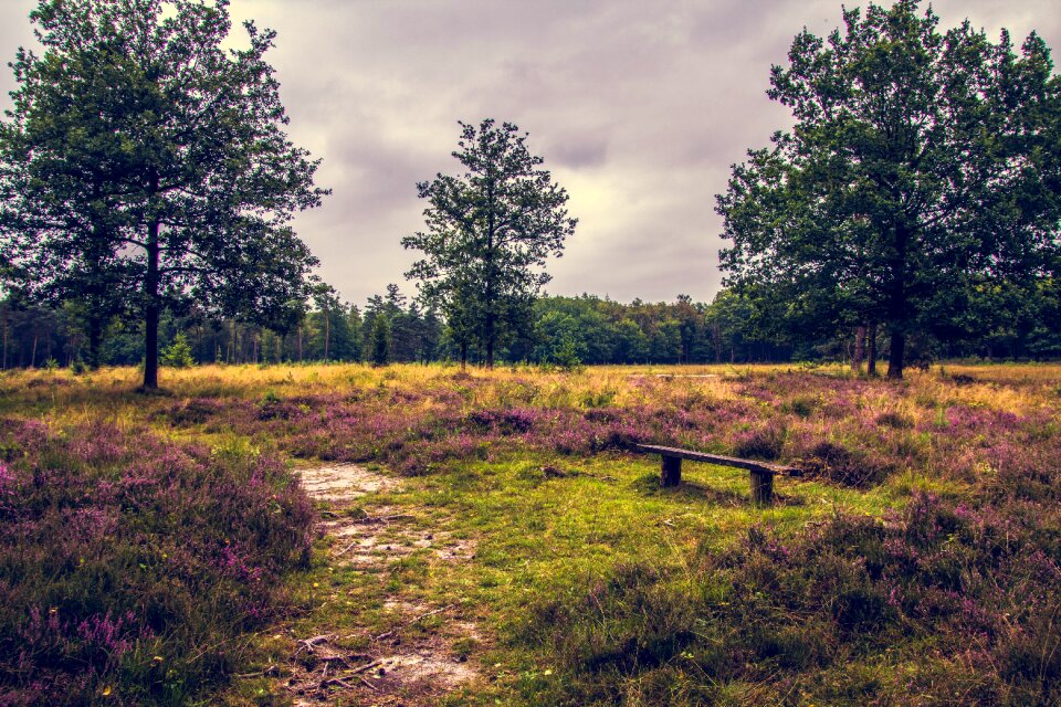 Purple landscape green