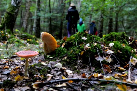 Dannenrod Forest forestwalk 2020-10-04 44