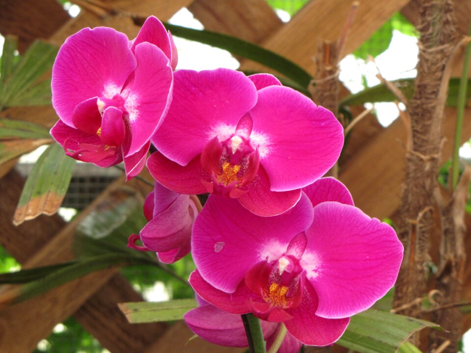 Botanic nature orchid