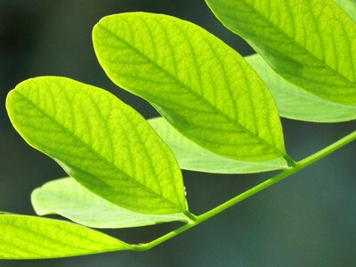 Light organic vegetable