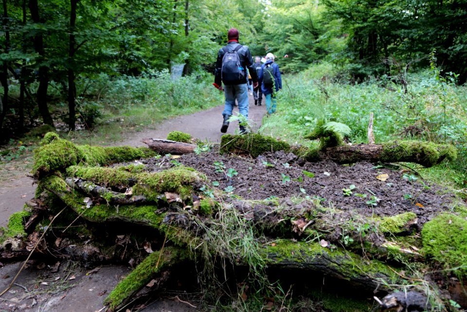 Dannenrod Forest forestwalk 2020-10-04 41