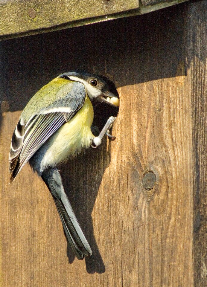 English garden bird nesting box in garden brown box