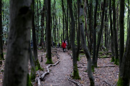Dannenrod Forest forestwalk 2020-10-04 46