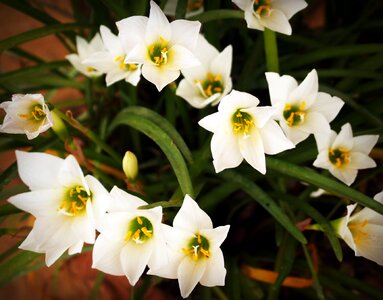 White green yellow