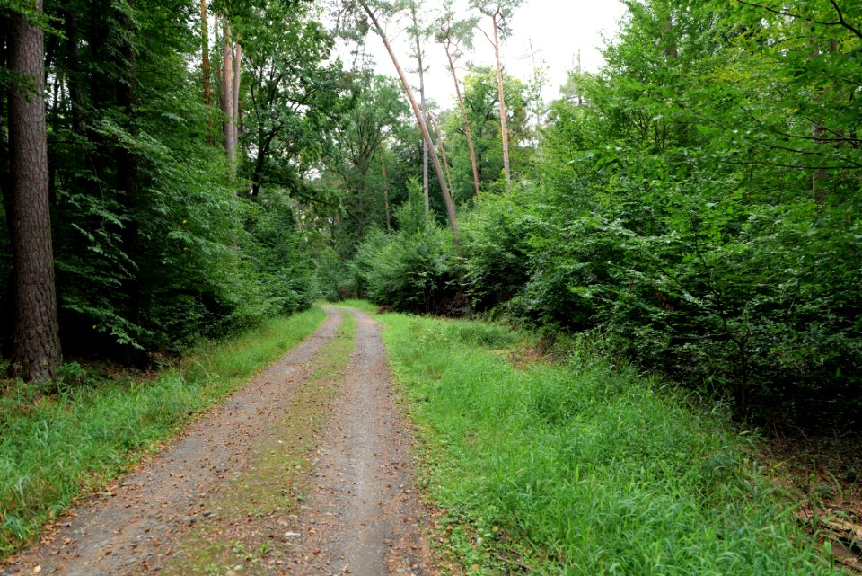 Dannenrod Forest 2020-08-21 15