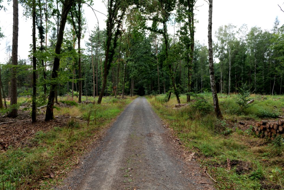 Dannenrod Forest 2020-08-21 44