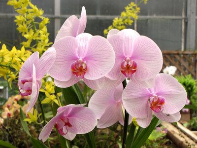 Botanic nature orchid