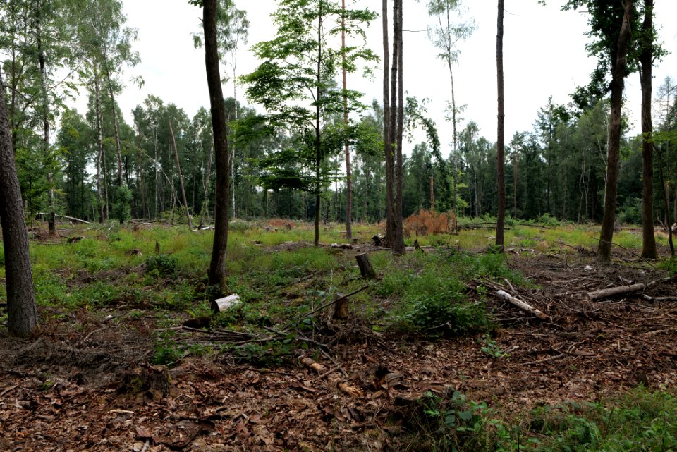 Dannenrod Forest 2020-08-21 42