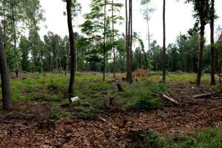 Dannenrod Forest 2020-08-21 42