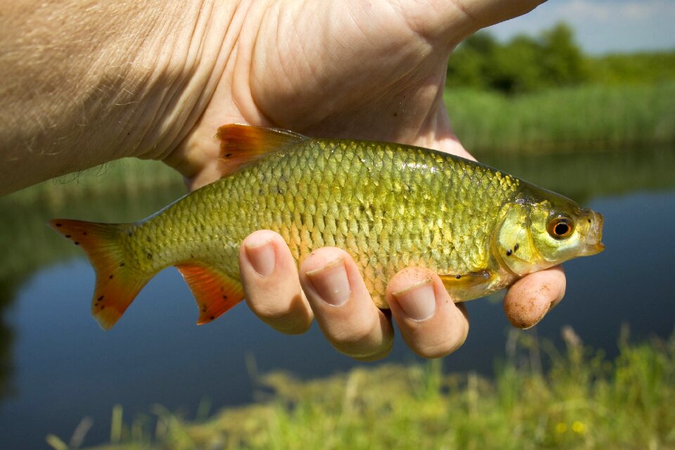 Somerset river river bank fishing fishing photo