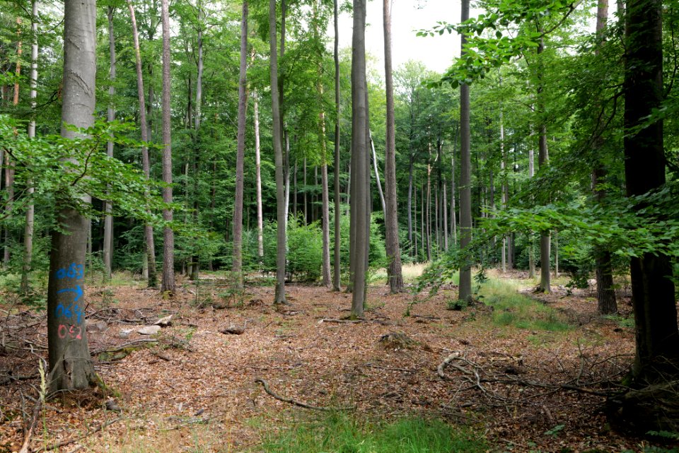 Dannenrod Forest 2020-08-21 57