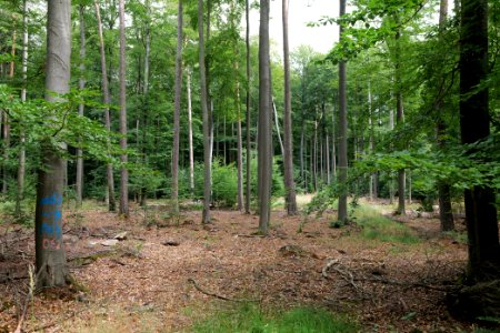 Dannenrod Forest 2020-08-21 57