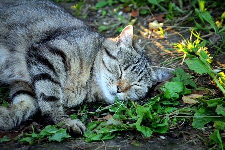 Grey snout animal photo