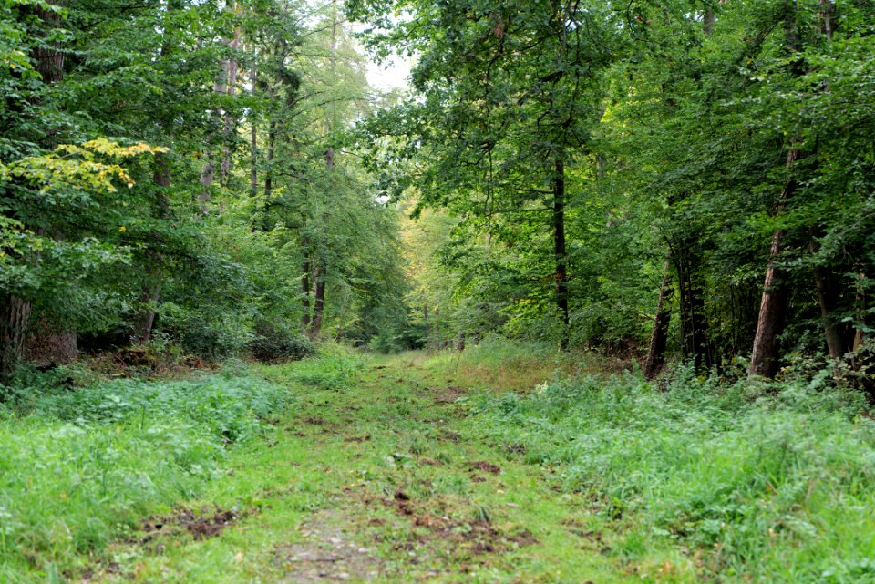 Dannenrod Forest 2020-10-04 75