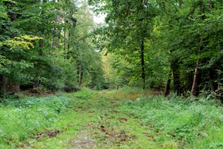 Dannenrod Forest 2020-10-04 75