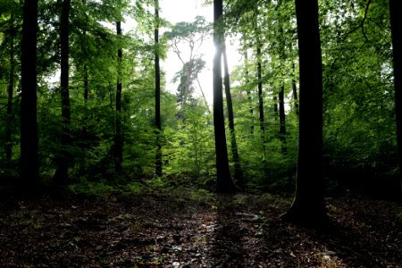 Dannenrod Forest 2020-10-04 72