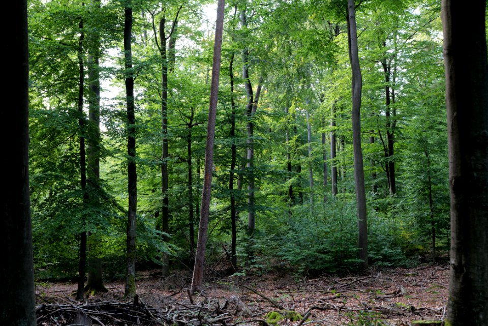 Dannenrod Forest 2020-10-04 69