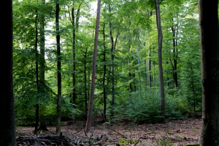 Dannenrod Forest 2020-10-04 69