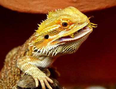 Lizard animals pogona vitticeps