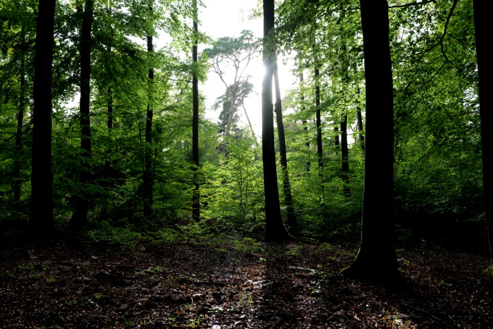Dannenrod Forest 2020-10-04 73