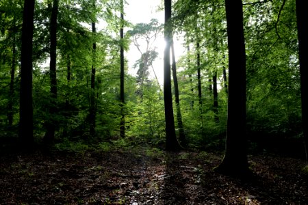 Dannenrod Forest 2020-10-04 73