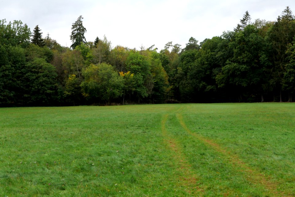 Dannenrod forest 2020-10-08 23