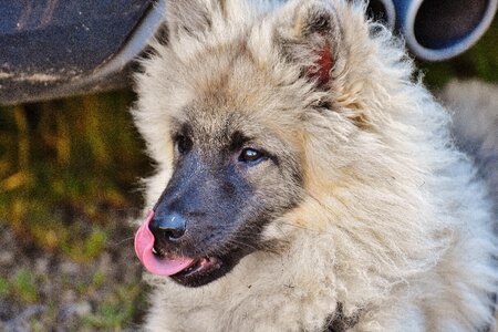 Animal cute sweet